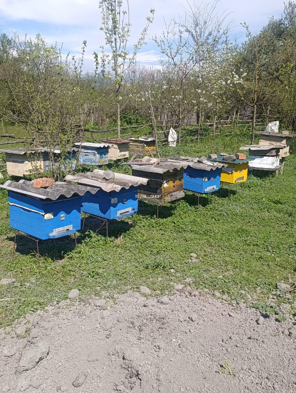 Ari ailesi satılır qutusu ile birlikte.En az 30-35 kilo bal verir çox