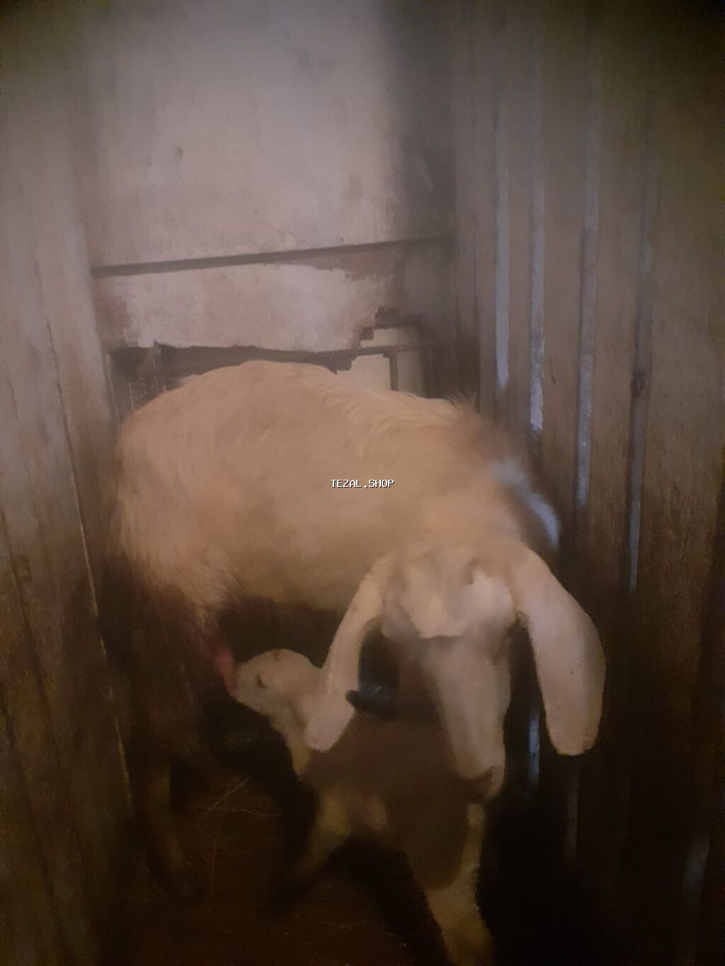 Sənan və alpin keçidləri. Balalı südlük keçilər. 350 manat. Bakı