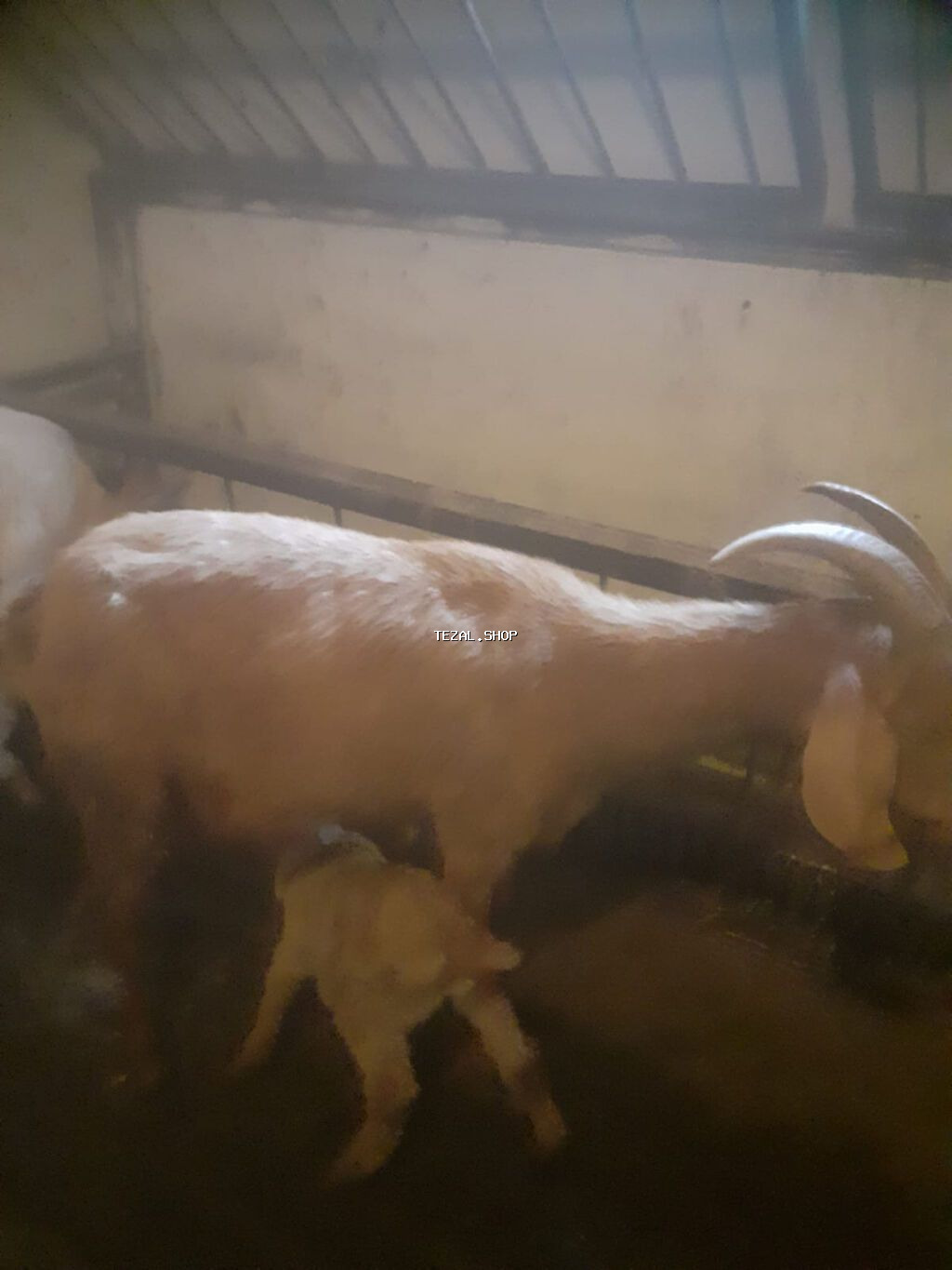 Sənan və alpin keçidləri. Balalı südlük keçilər. 350 manat. Bakı - şəkil 2