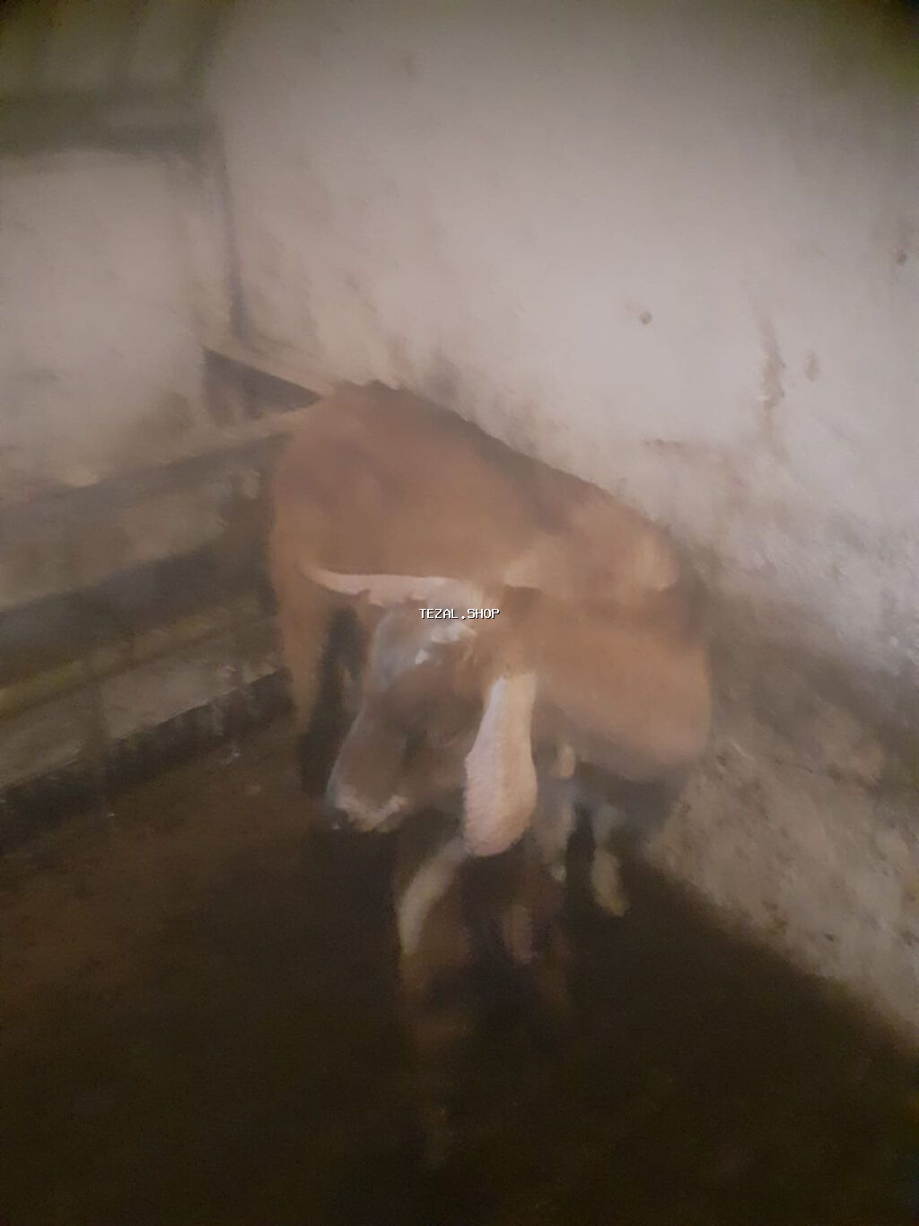 Sənan və alpin keçidləri. Balalı südlük keçilər. 350 manat. Bakı - şəkil 3