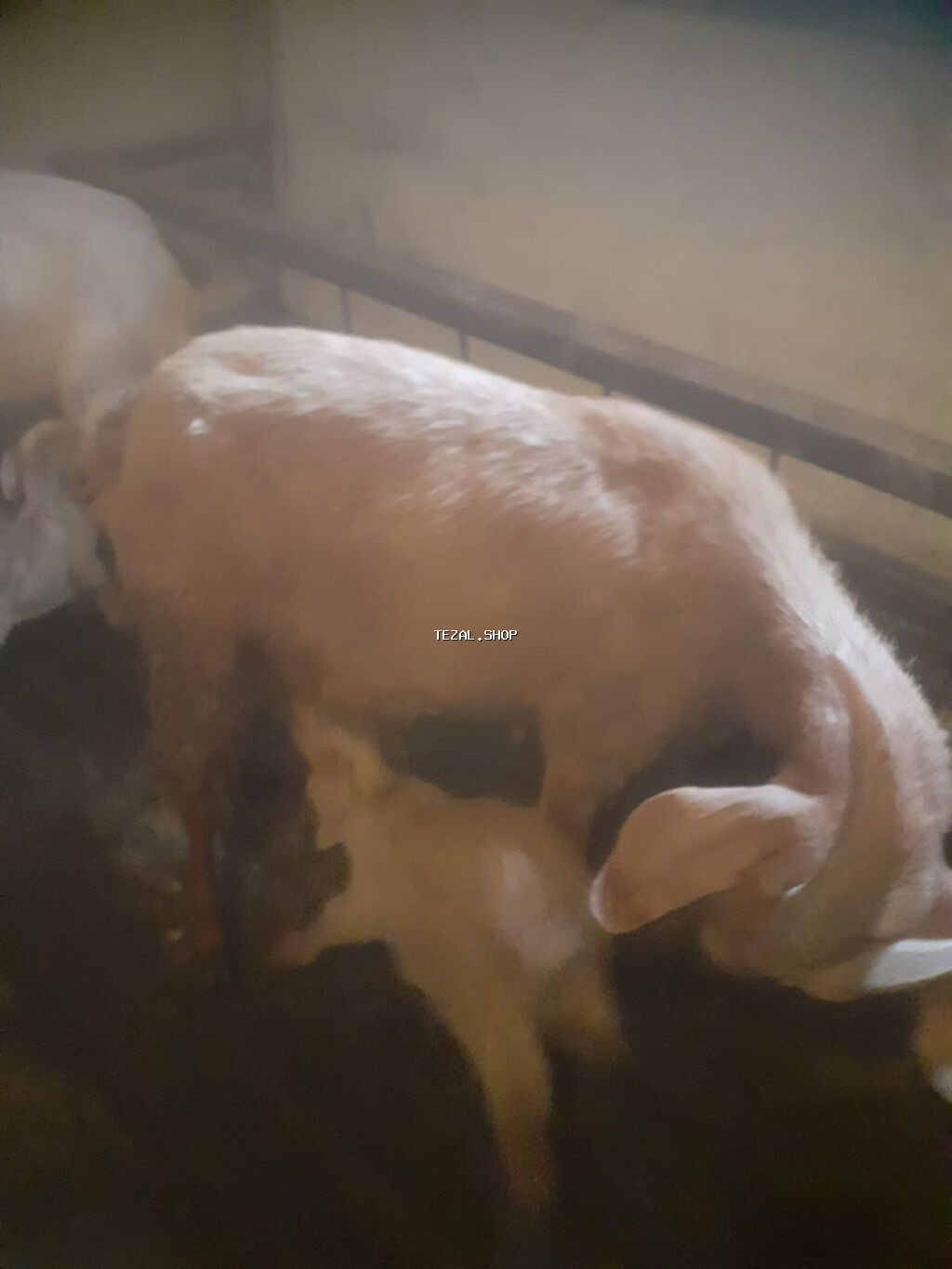 Sənan və alpin keçidləri. Balalı südlük keçilər. 350 manat. Bakı - şəkil 4