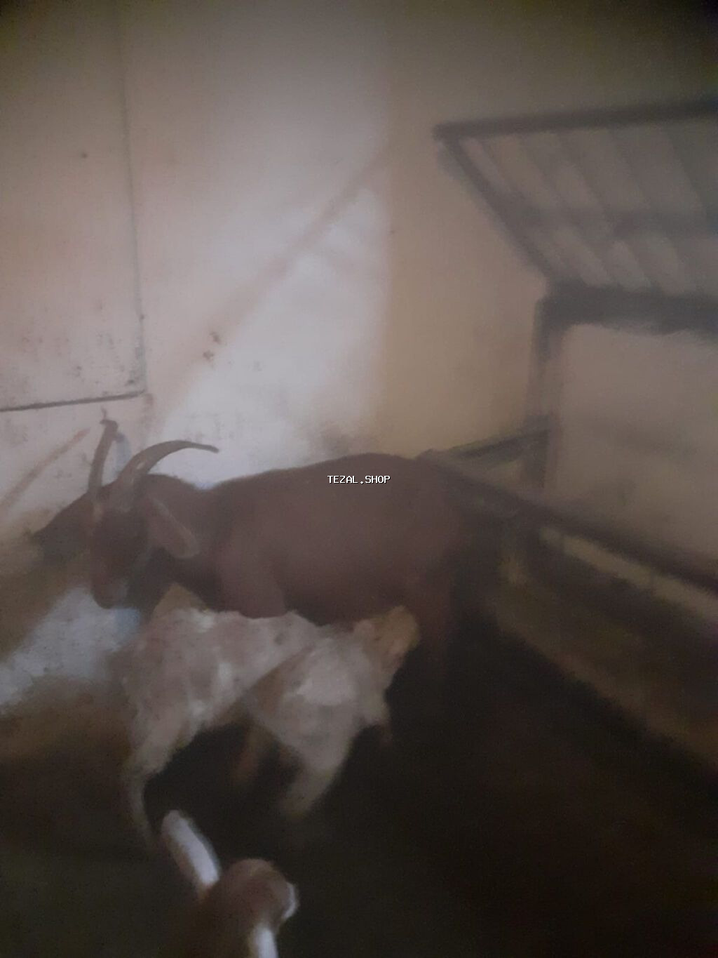 Sənan və alpin keçidləri. Balalı südlük keçilər. 350 manat. Bakı - şəkil 5