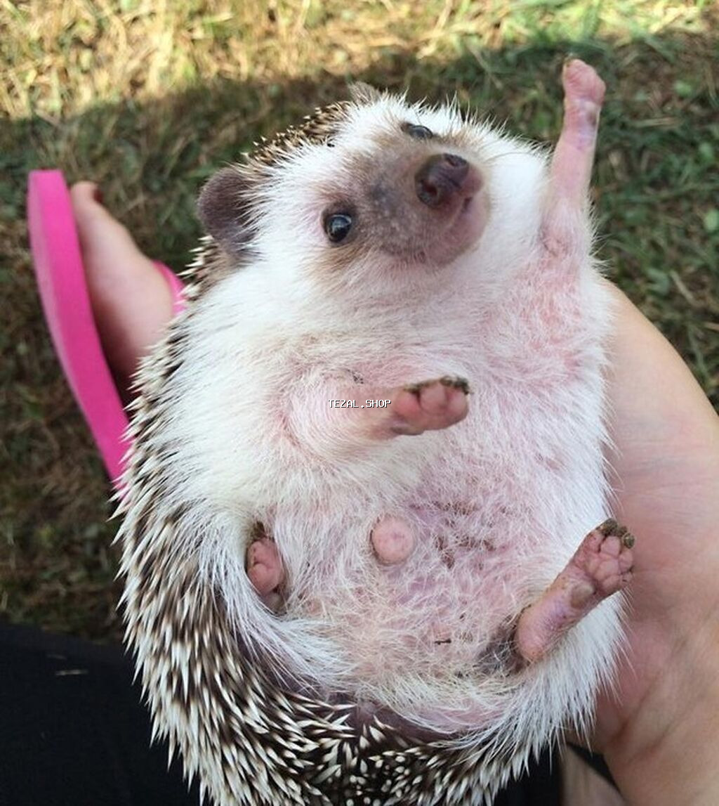 Salam Kirpilermiz Artiq satisda. buyurub eleqe saxlia bilersiz