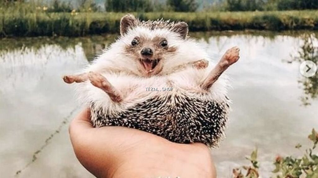 Salam Kirpilermiz Artiq satisda. buyurub eleqe saxlia bilersiz - şəkil 3