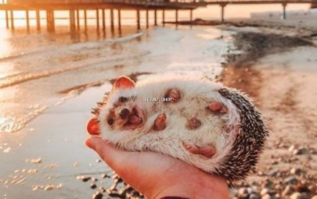 Salam Kirpilermiz Artiq satisda. buyurub eleqe saxlia bilersiz - şəkil 4