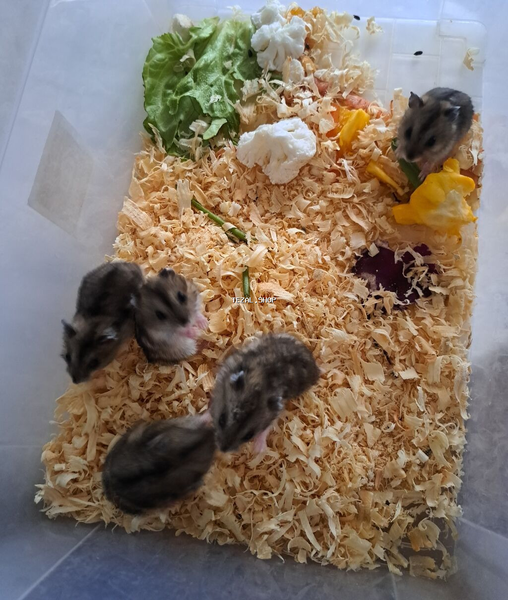 Xamyaklar hamsterlər– aktiv və oynaq - Növ: cırtdan/djungarian tipli - şəkil 2