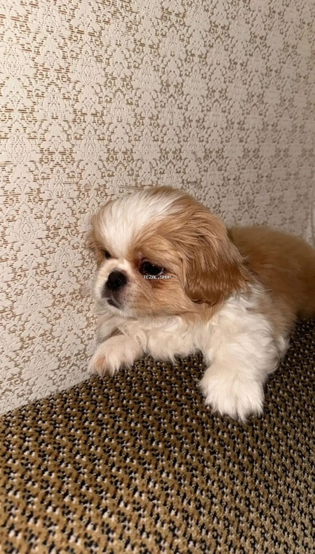 Pekines, 2 ay, Dişi, Peyvəndli