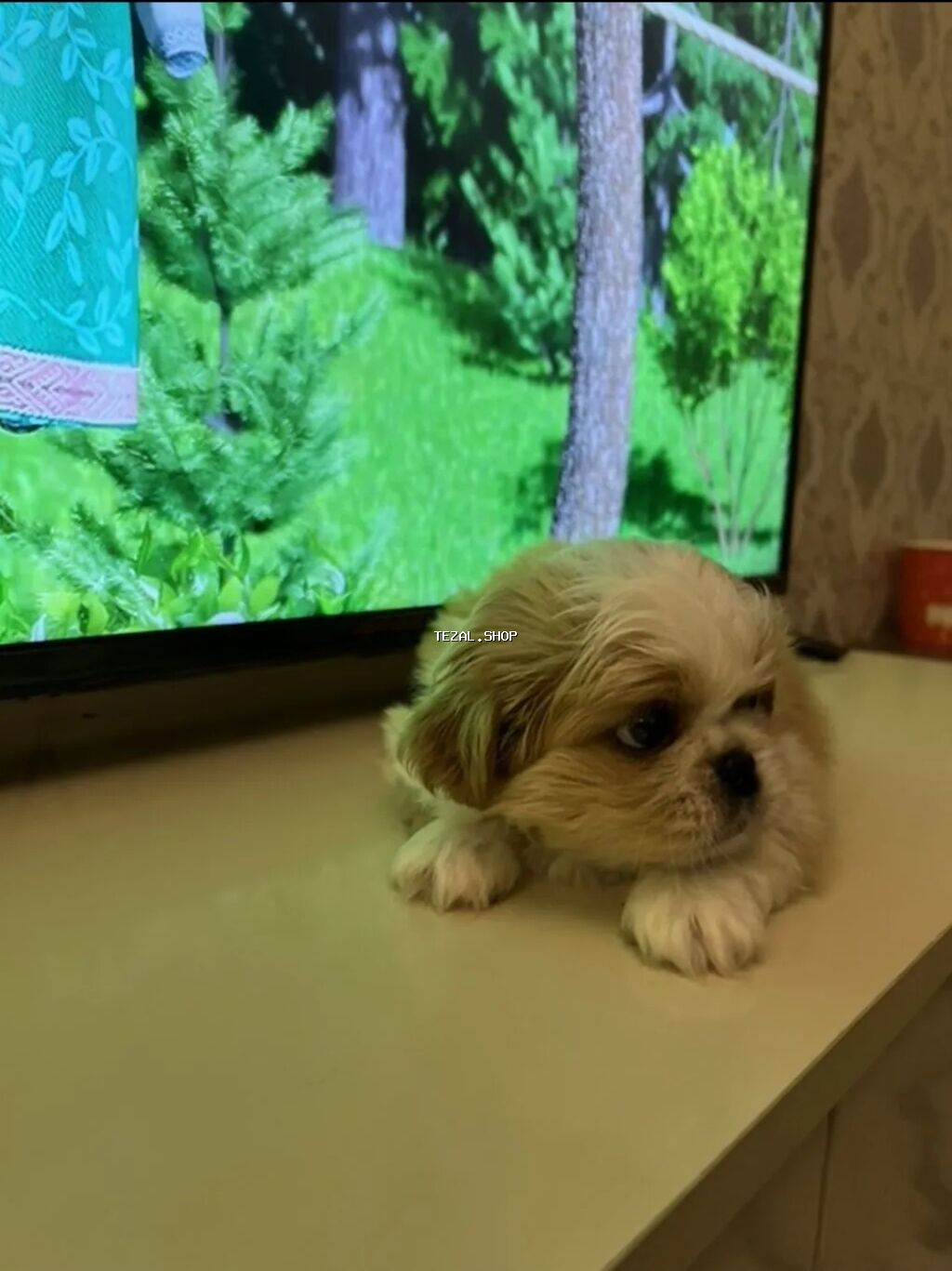 Pekines, 2 ay, Dişi, Peyvəndli - şəkil 2