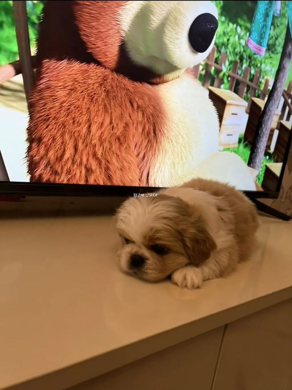 Pekines, 2 ay, Dişi, Peyvəndli - şəkil 3