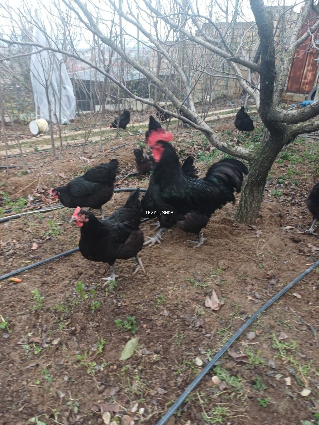 Toyuq, Australorp, Damazlıq, Ünvandan götürmə