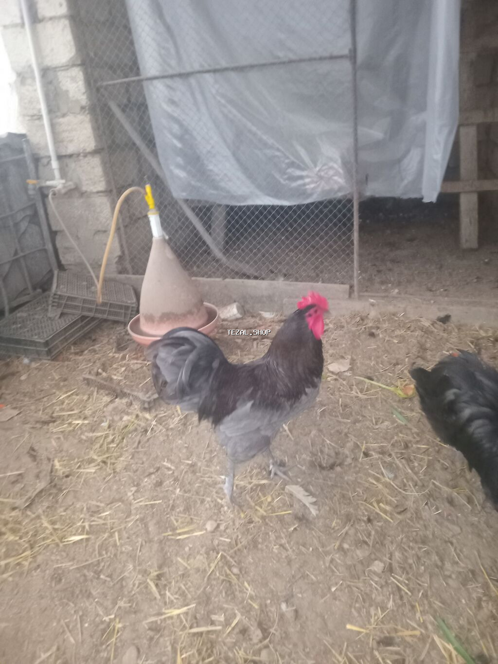 Avstralorp toyuqlarin mayali yumurtalari satilir - Cins: Qara - şəkil 2