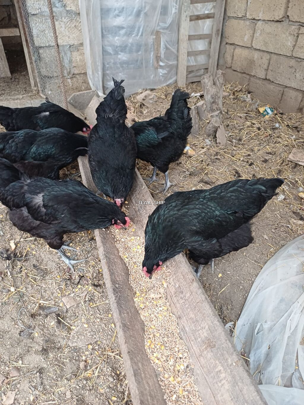 Avstralorp toyuqlarin mayali yumurtalari satilir - Cins: Qara - şəkil 4