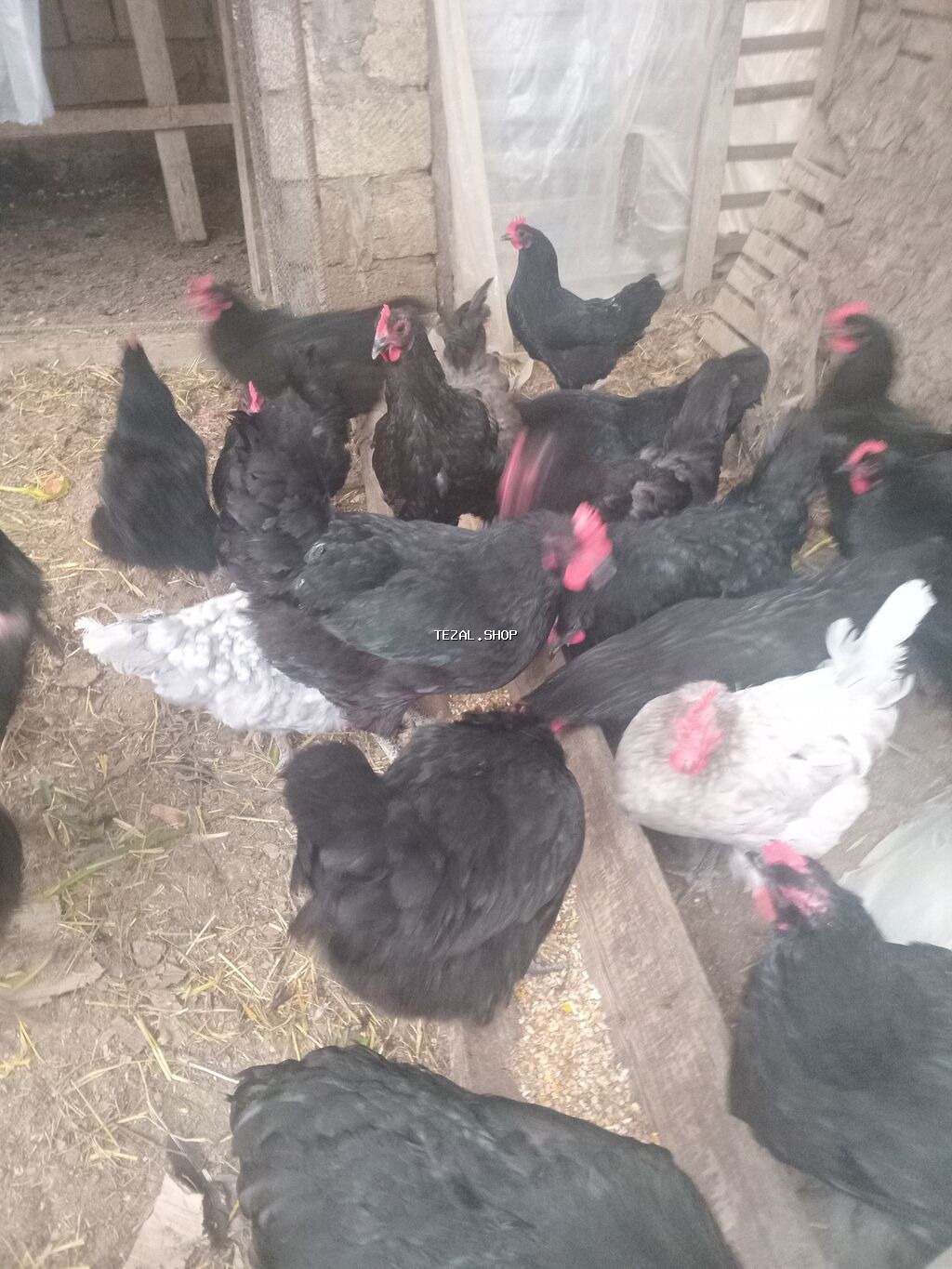 Avstralorp toyuqlarin mayali yumurtalari satilir - Cins: Qara - şəkil 5