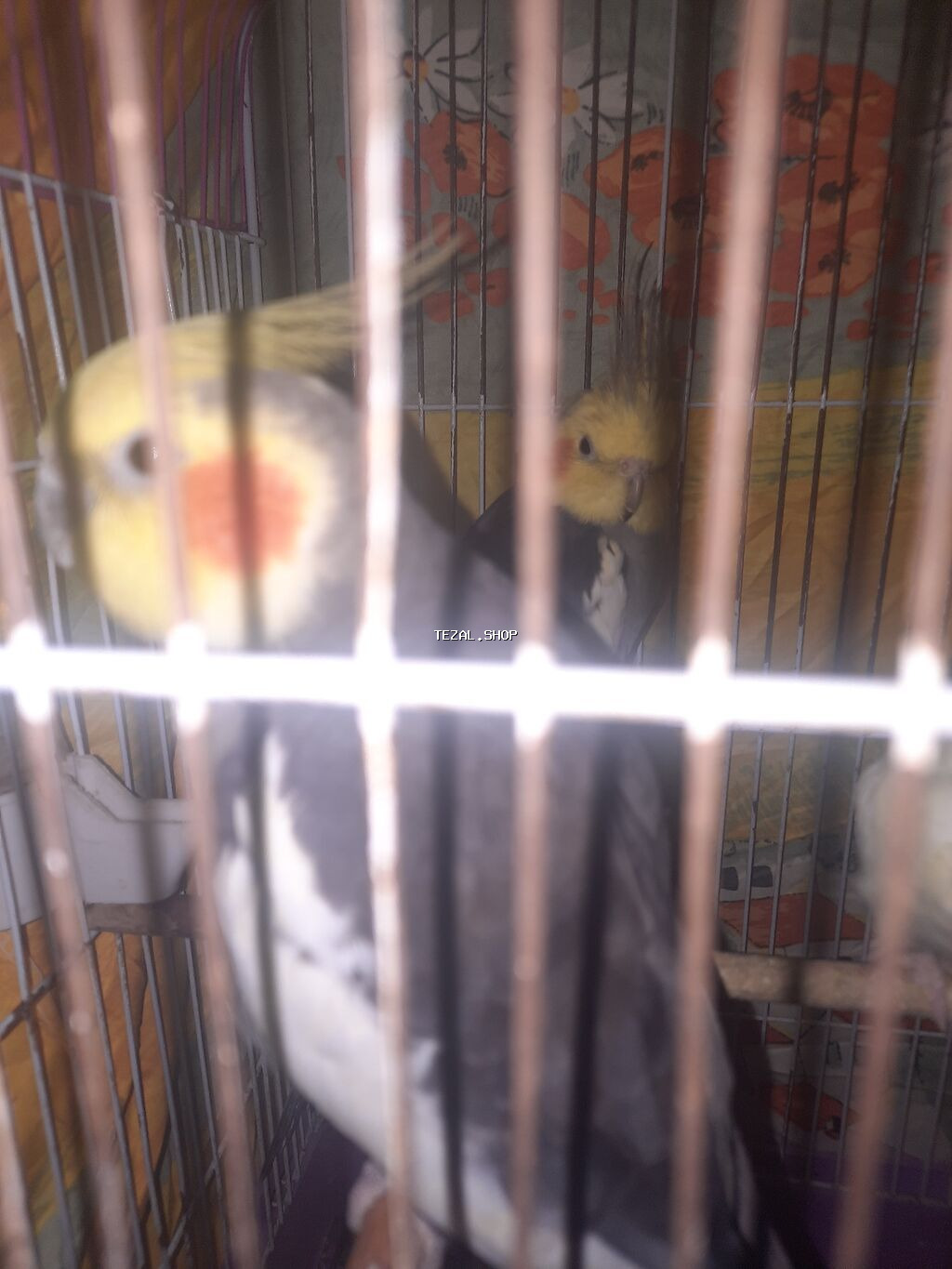 Nimfa (Cockatiel) – boz-ağ ləkəli bədən, sarı baş və narıncı yanaq