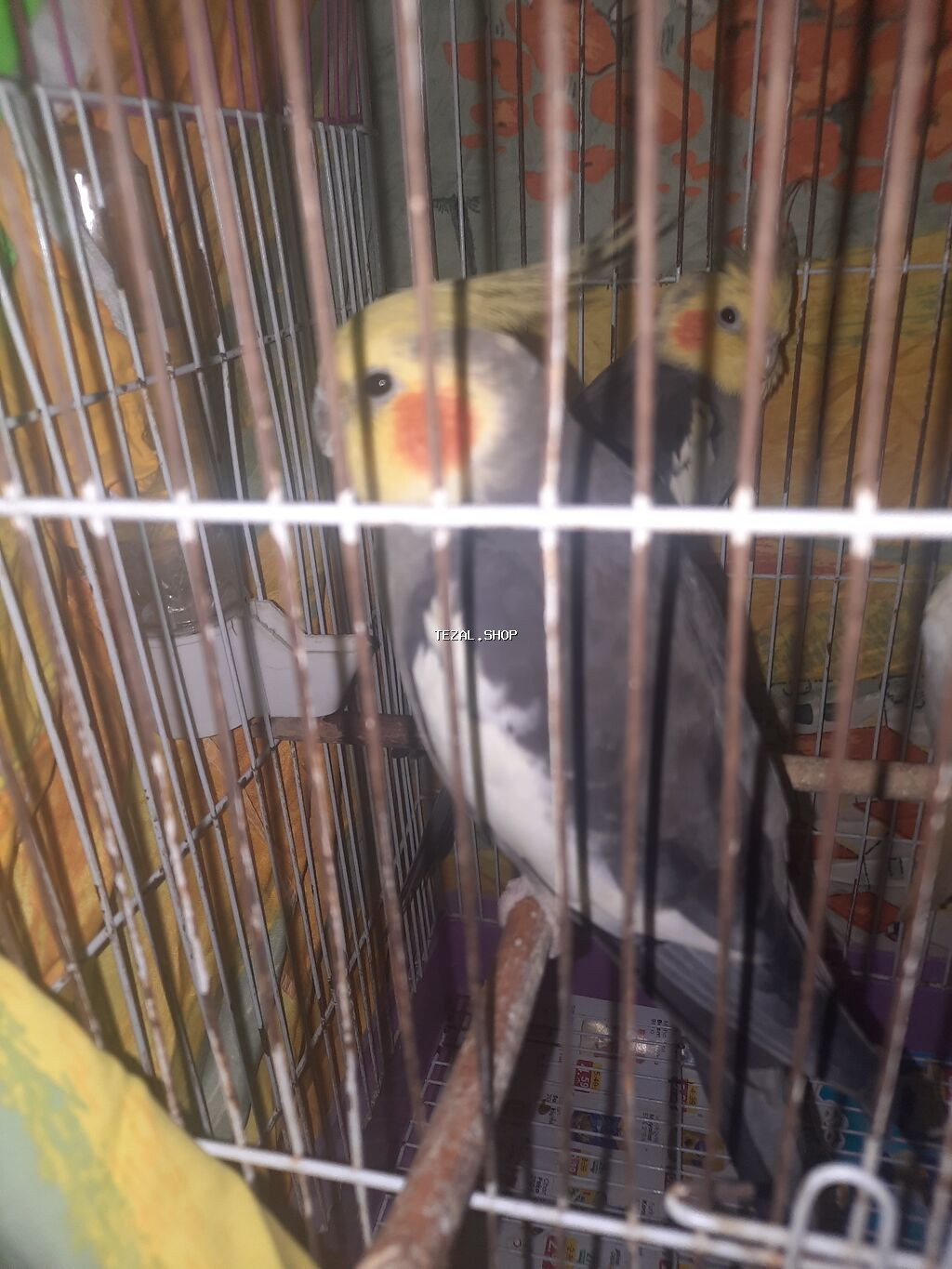 Nimfa (Cockatiel) – boz-ağ ləkəli bədən, sarı baş və narıncı yanaq - şəkil 2