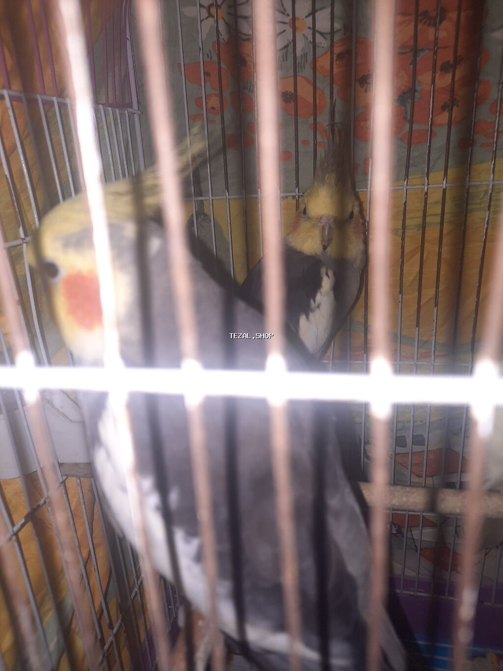 Nimfa (Cockatiel) – boz-ağ ləkəli bədən, sarı baş və narıncı yanaq - şəkil 3