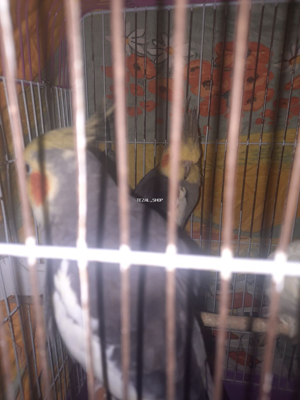 Nimfa (Cockatiel) – boz-ağ ləkəli bədən, sarı baş və narıncı yanaq - şəkil 4