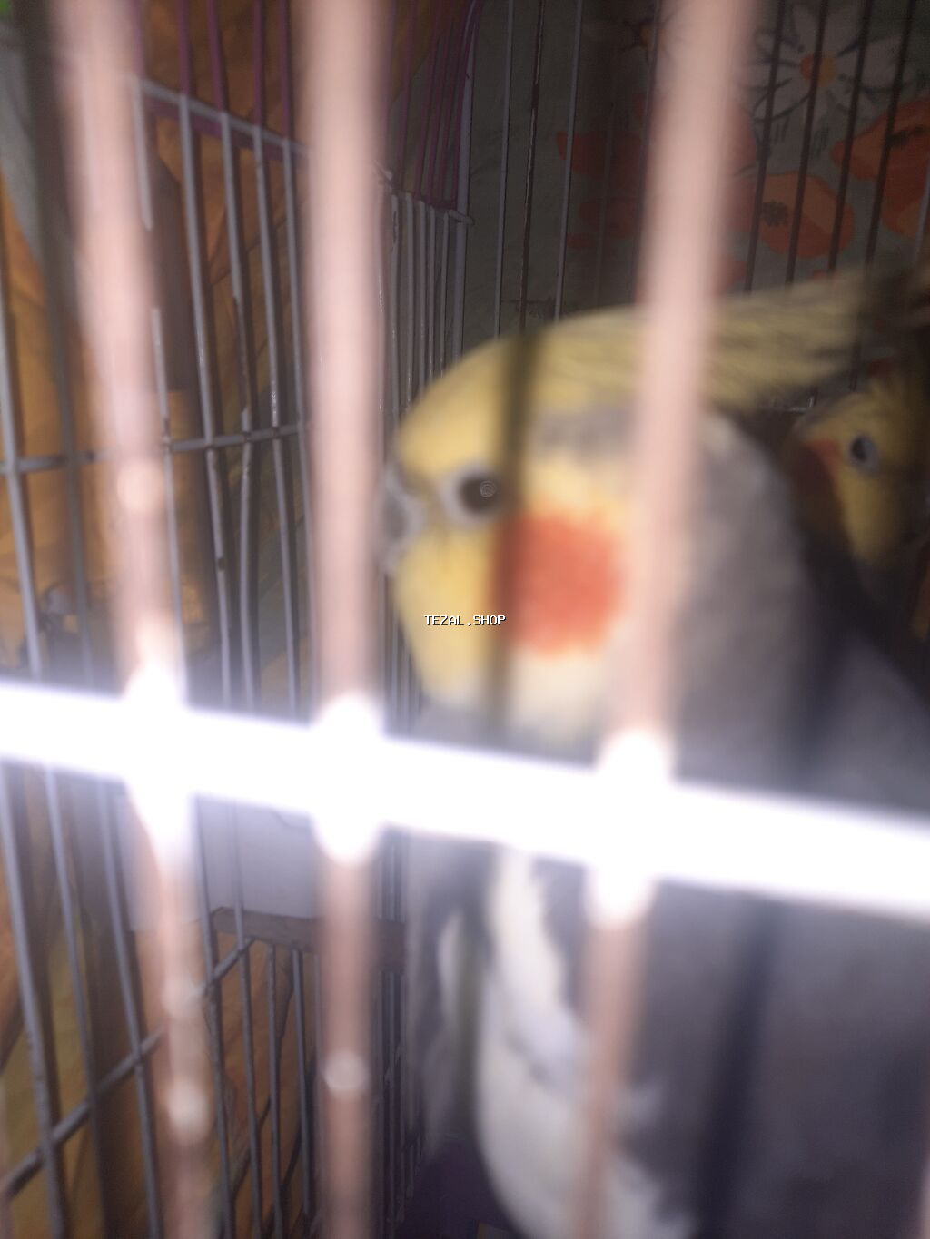 Nimfa (Cockatiel) – boz-ağ ləkəli bədən, sarı baş və narıncı yanaq - şəkil 5