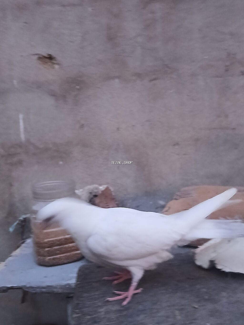 Ağ rəngli baxımlı göyərçin - Rəng: tam ağ lələk örtüyü, açıq çəhrayı - şəkil 2