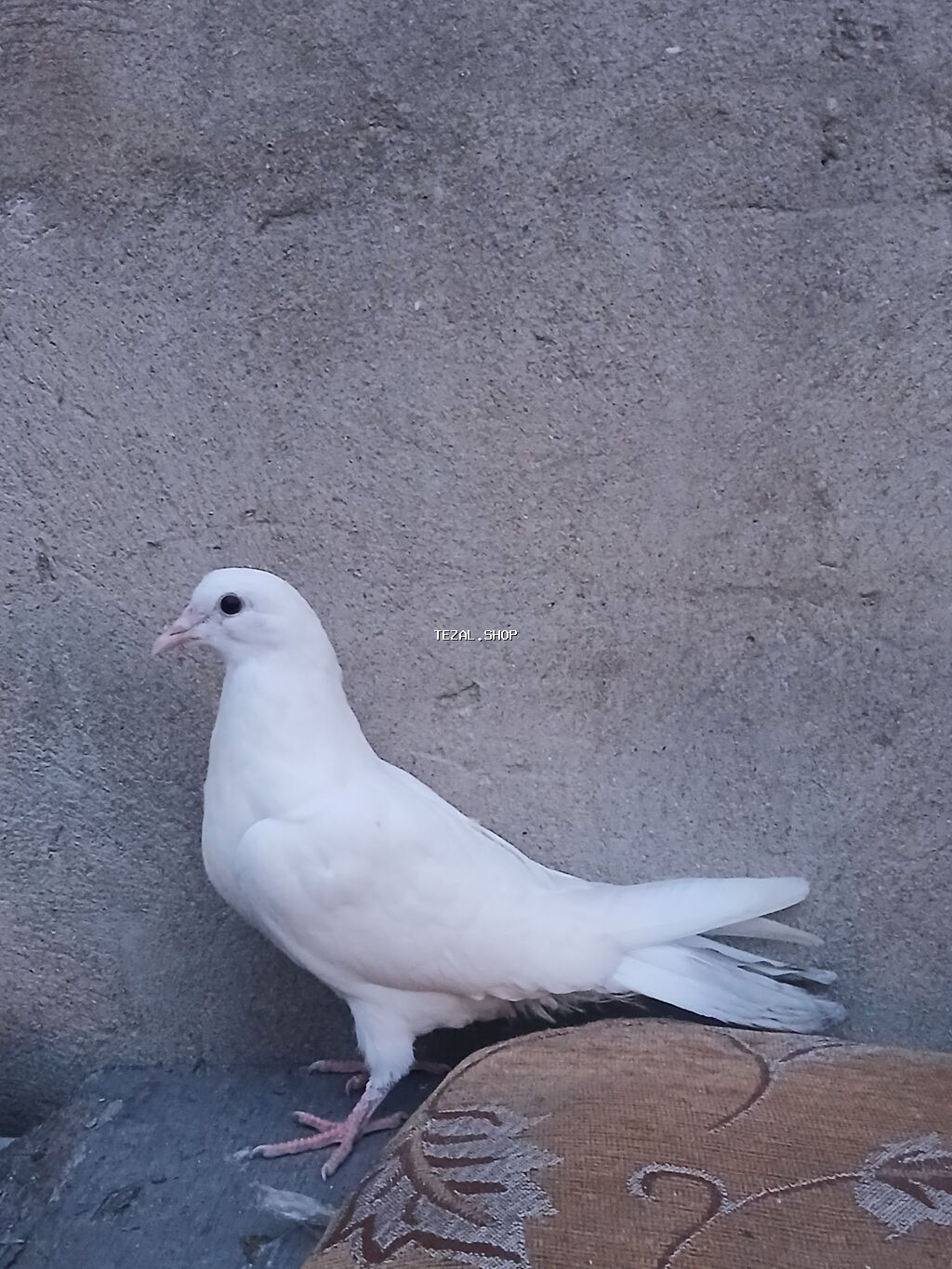 Ağ rəngli baxımlı göyərçin - Rəng: tam ağ lələk örtüyü, açıq çəhrayı - şəkil 3