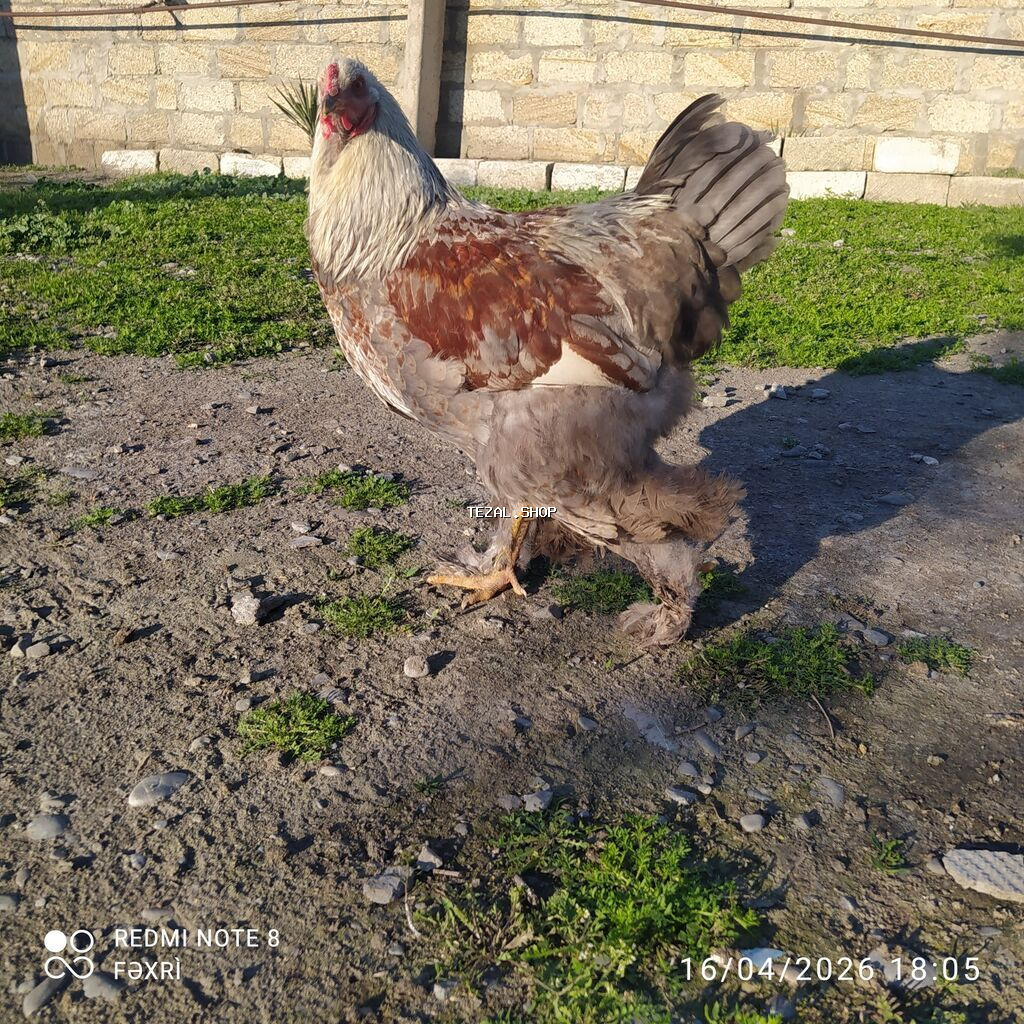 Brama beçə satılır hələ tam ayilmayib sağlam damazlıq heyvandi