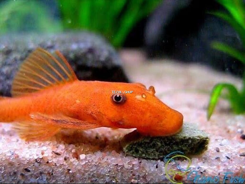 Narıncı Ancistrus (Bristlenose Pleco) – akvarium yosun təmizləyicisi - şəkil 2
