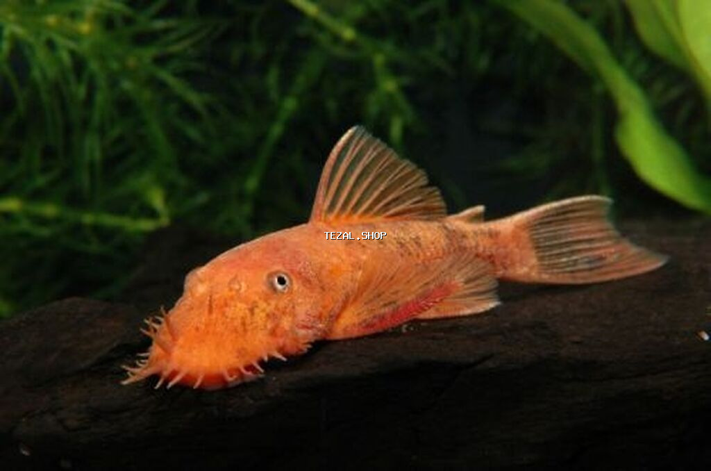 Narıncı Ancistrus (Bristlenose Pleco) – akvarium yosun təmizləyicisi - şəkil 3