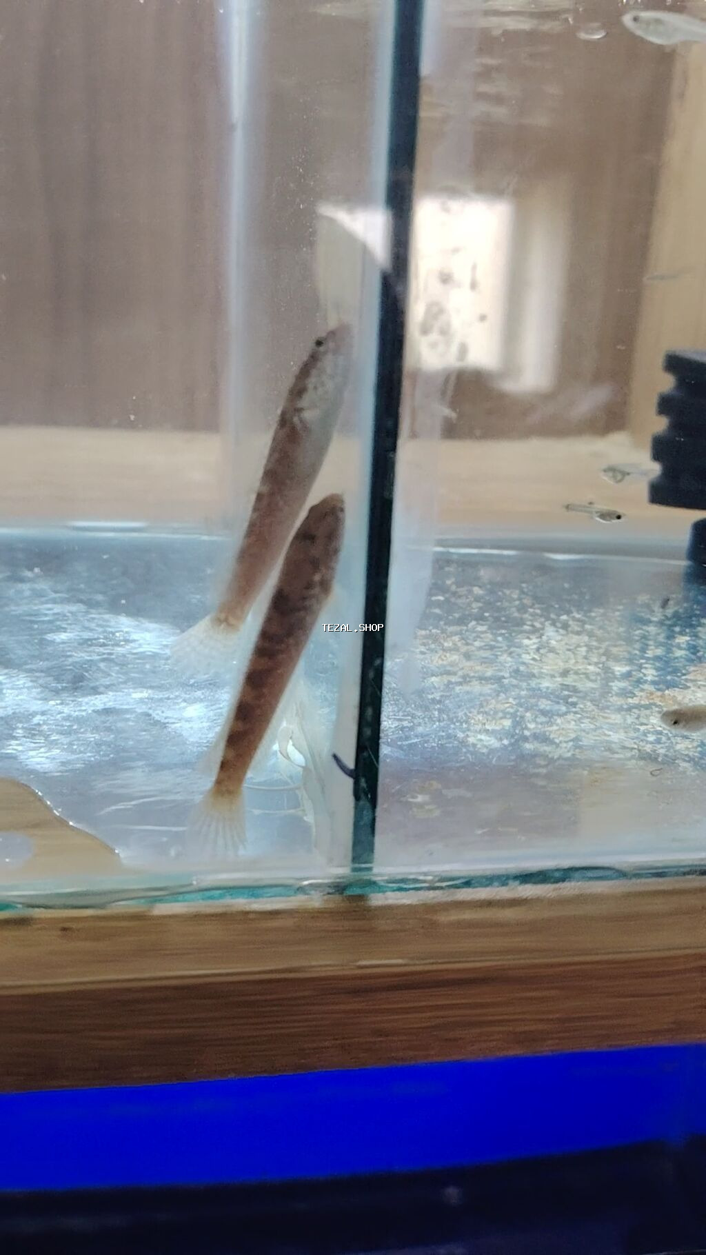 Yırtıcı - şəkil 2