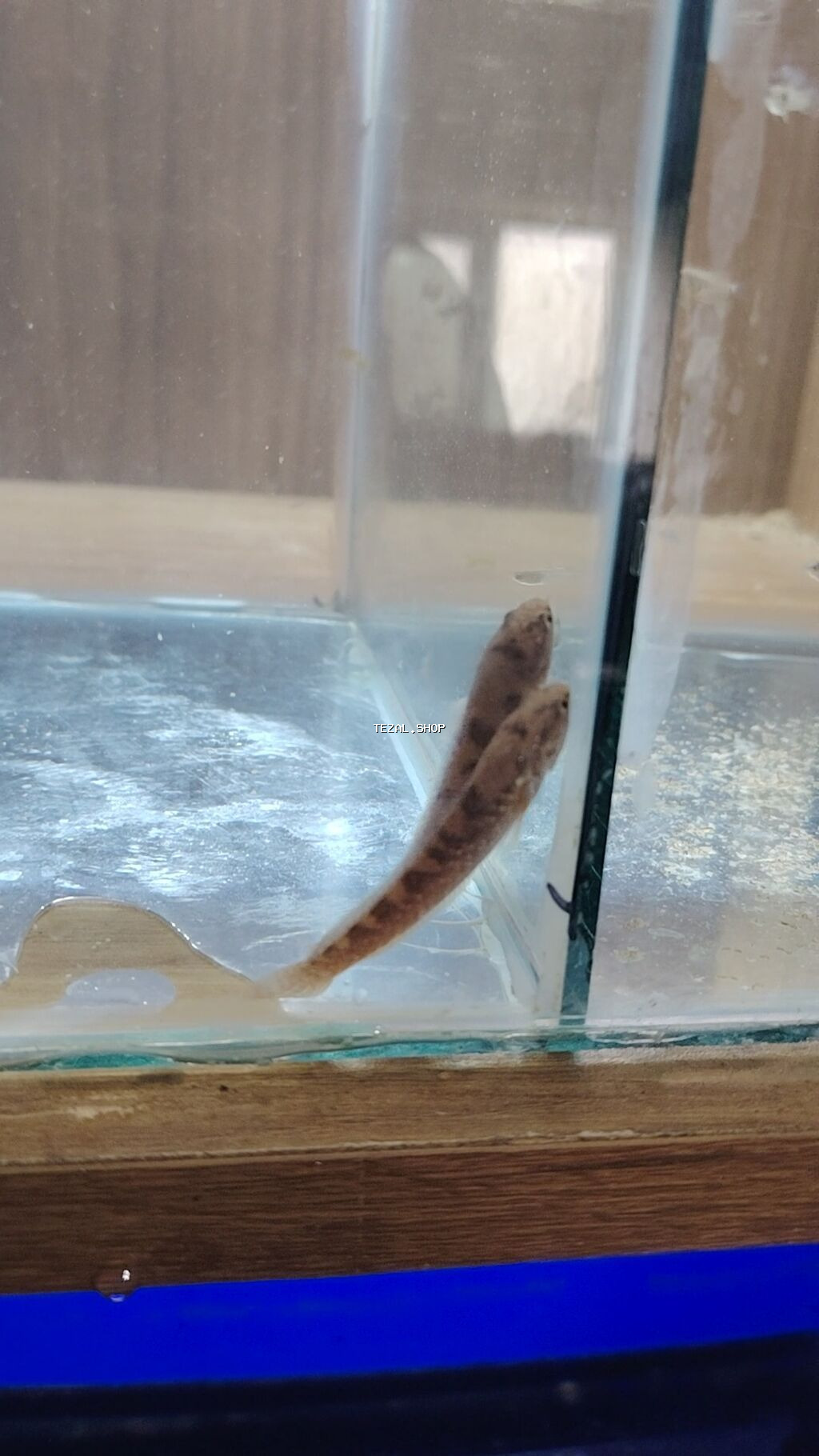 Yırtıcı - şəkil 3