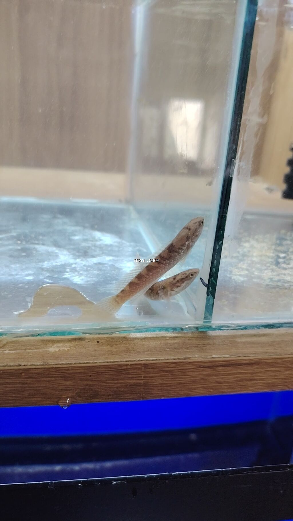 Yırtıcı - şəkil 4