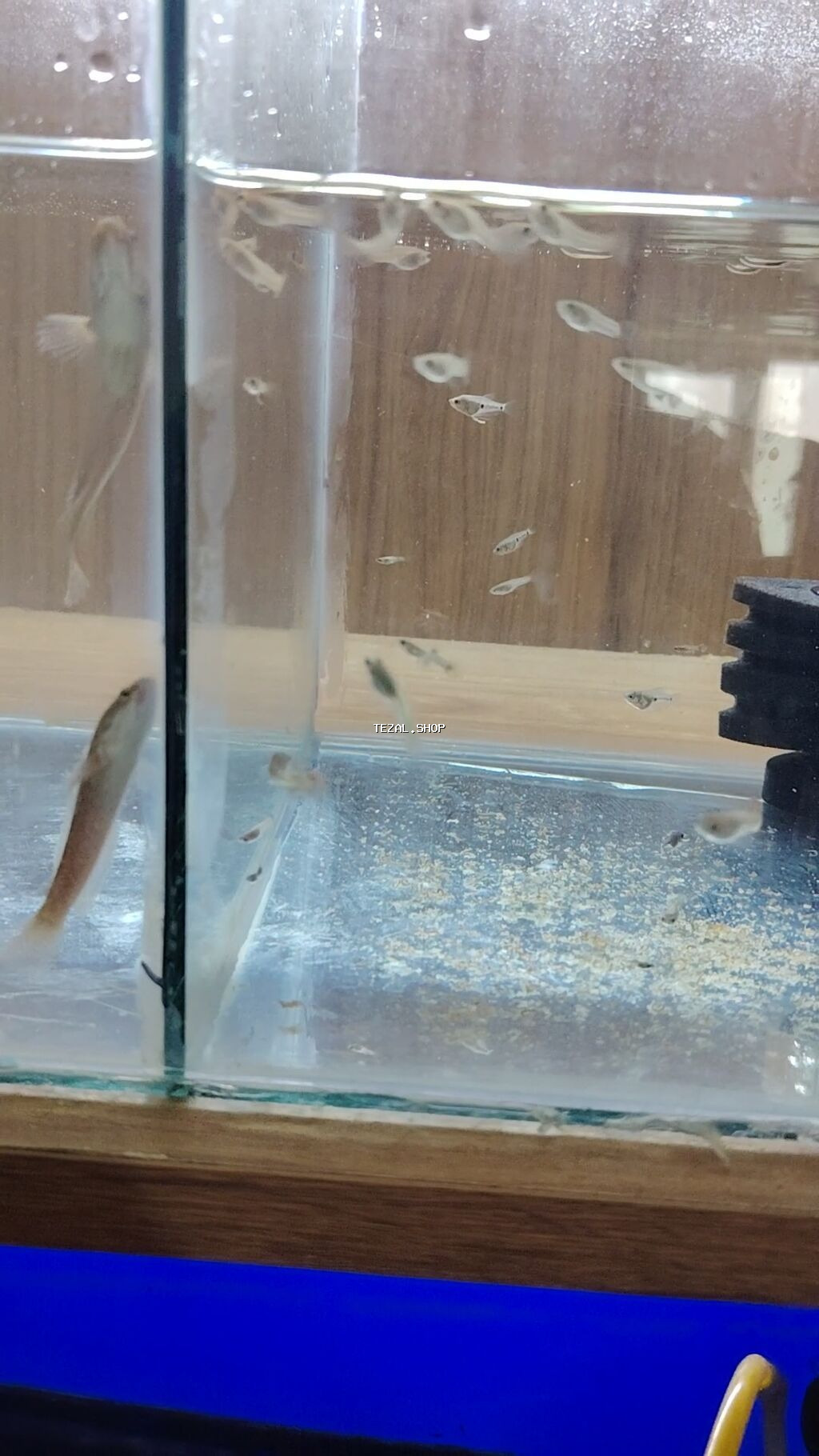 Yırtıcı - şəkil 5