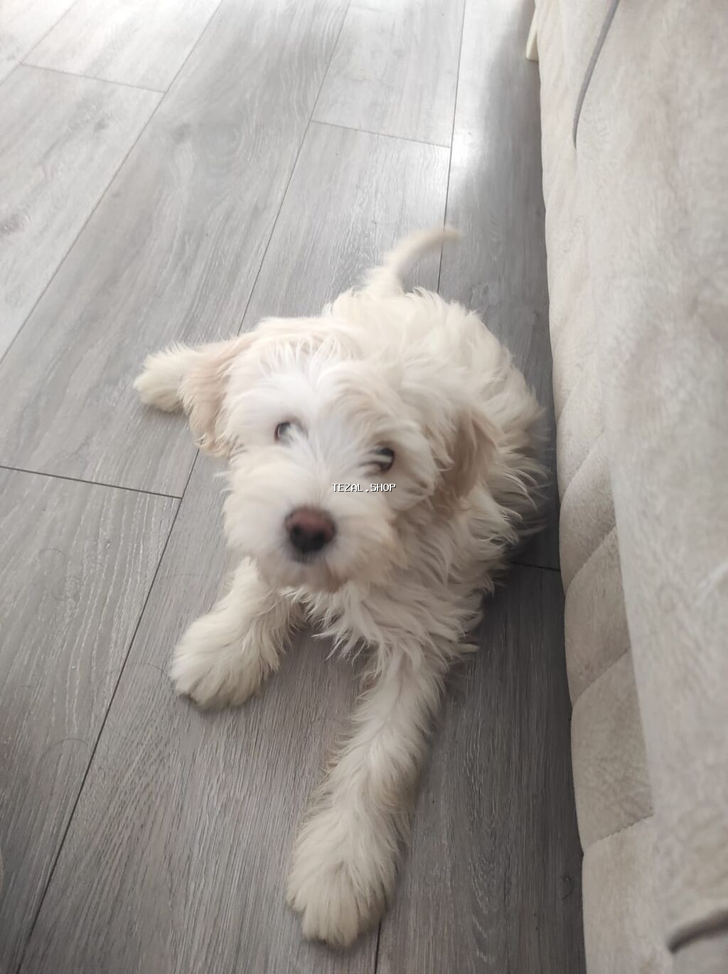 Malta bolonka, 8 ay, Erkek, Peyvəndli, Ünvandan götürmə