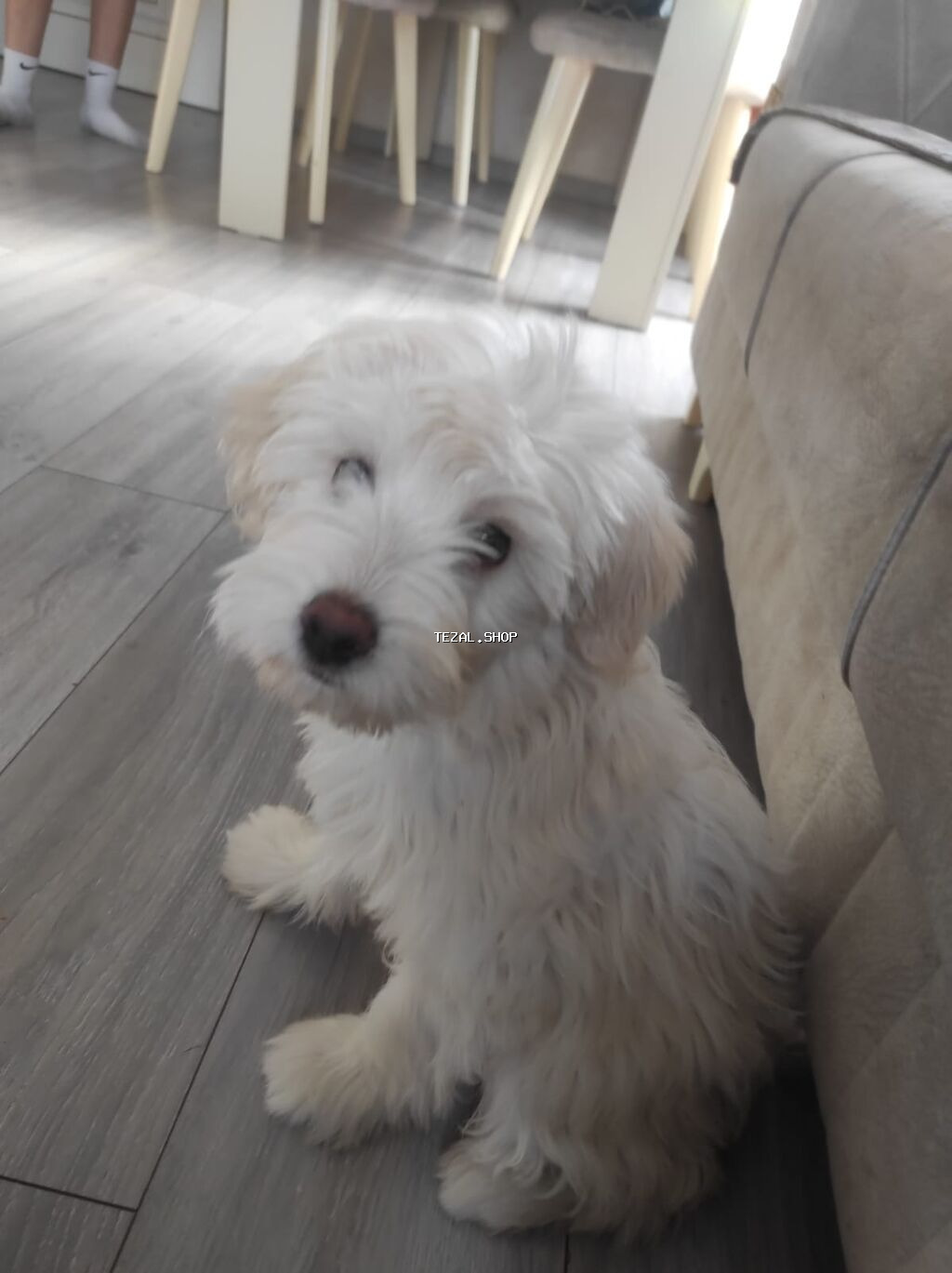 Malta bolonka, 8 ay, Erkek, Peyvəndli, Ünvandan götürmə - şəkil 2