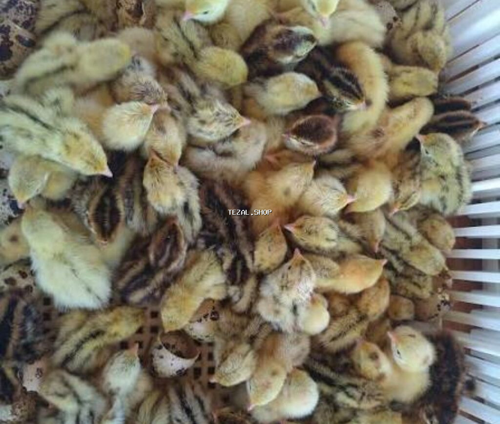 Bildirçin cücələri, Damazlıq