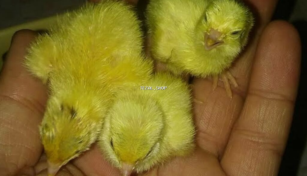 Bildirçin cücələri, Damazlıq - şəkil 2