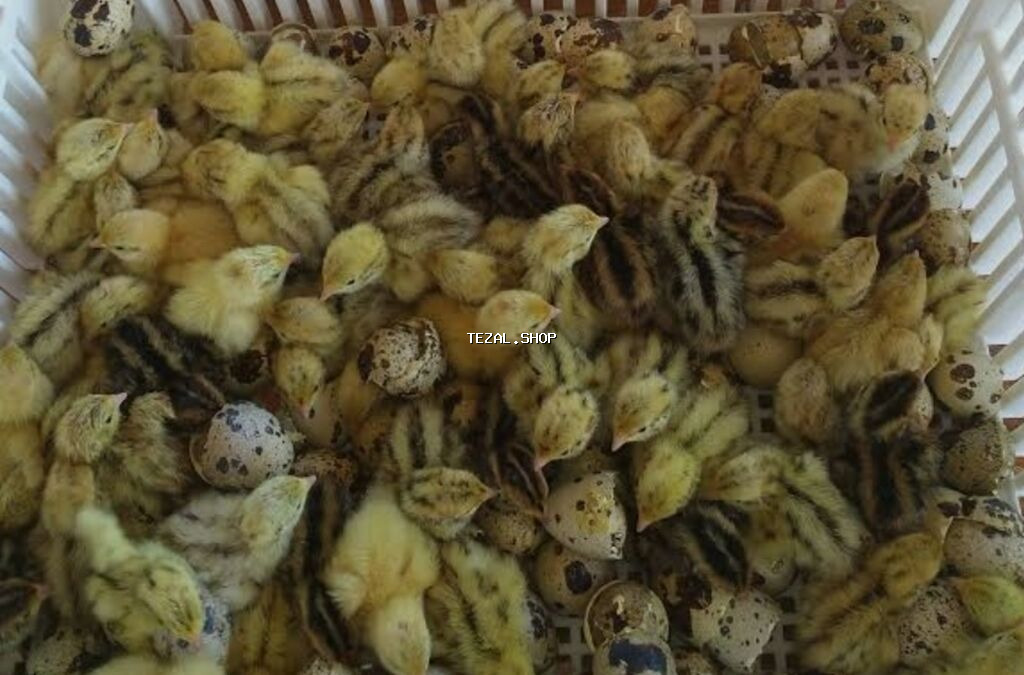 Bildirçin cücələri, Damazlıq - şəkil 3