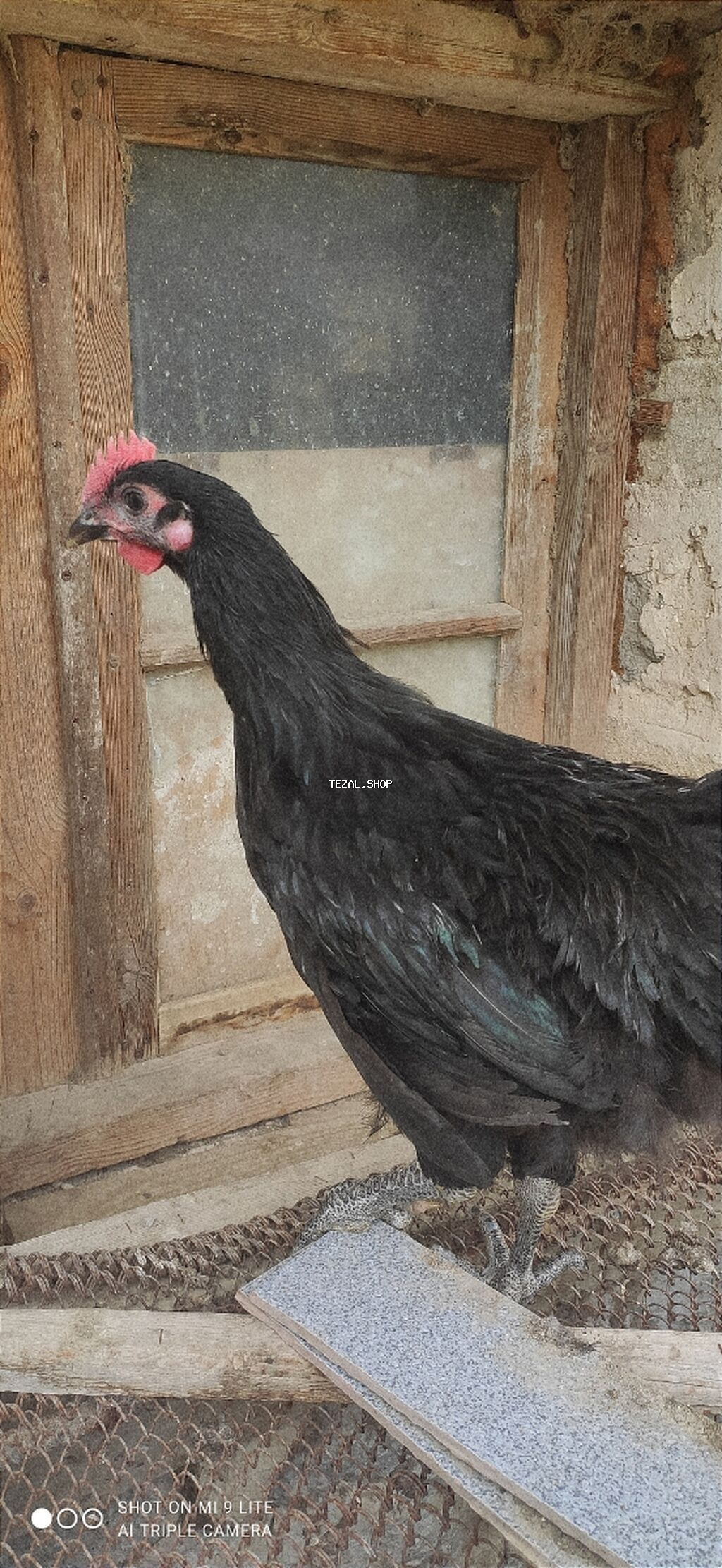 Toyuq, Australorp, Yumurtalıq