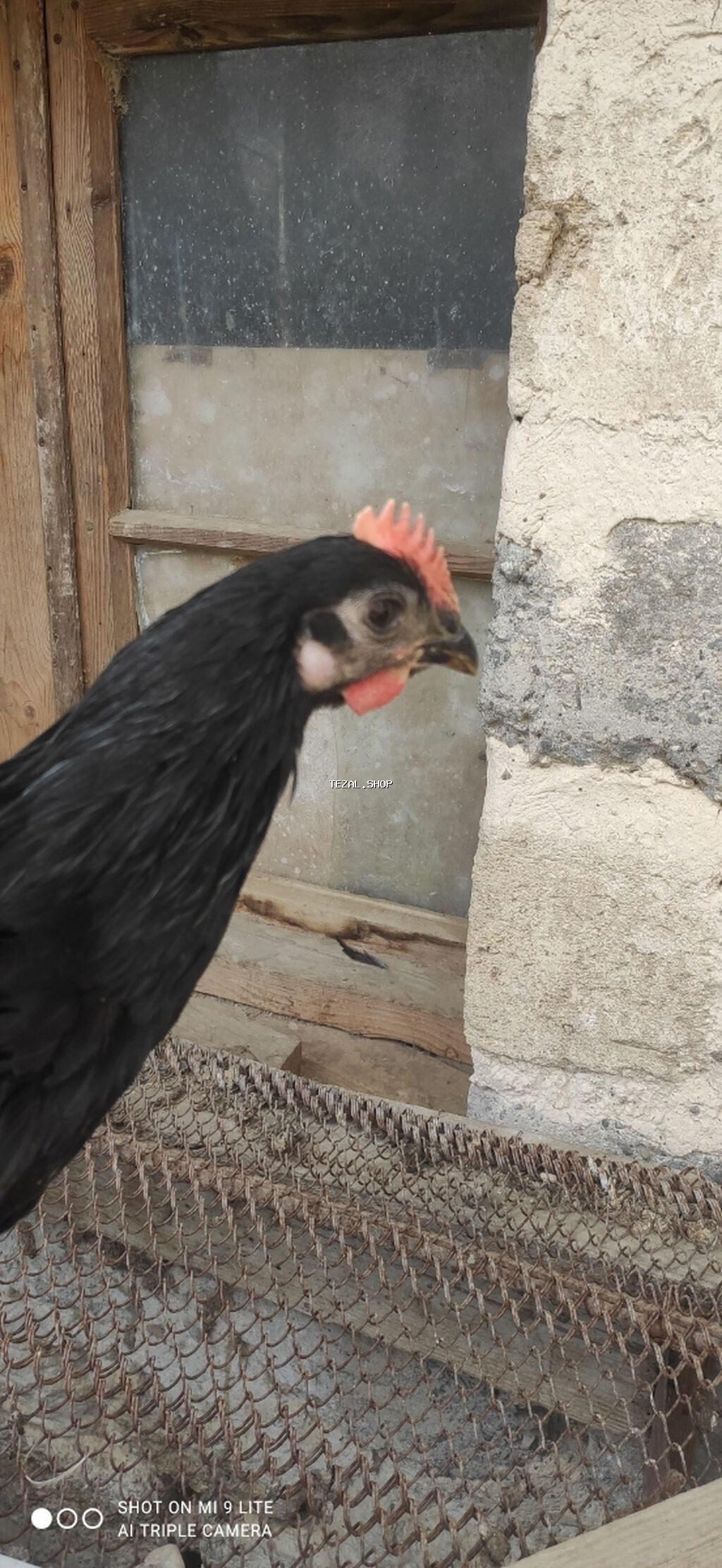 Toyuq, Australorp, Yumurtalıq - şəkil 2