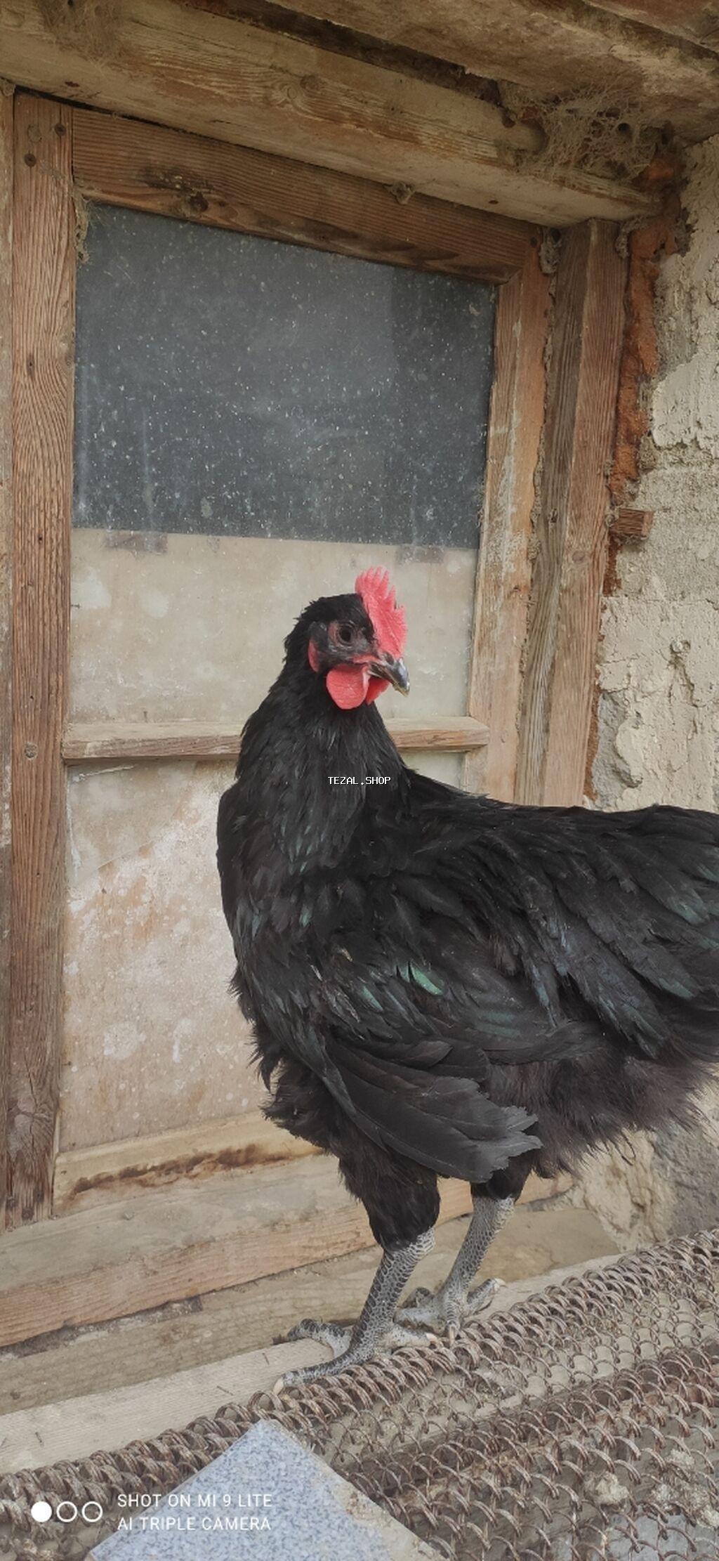 Toyuq, Australorp, Yumurtalıq - şəkil 3