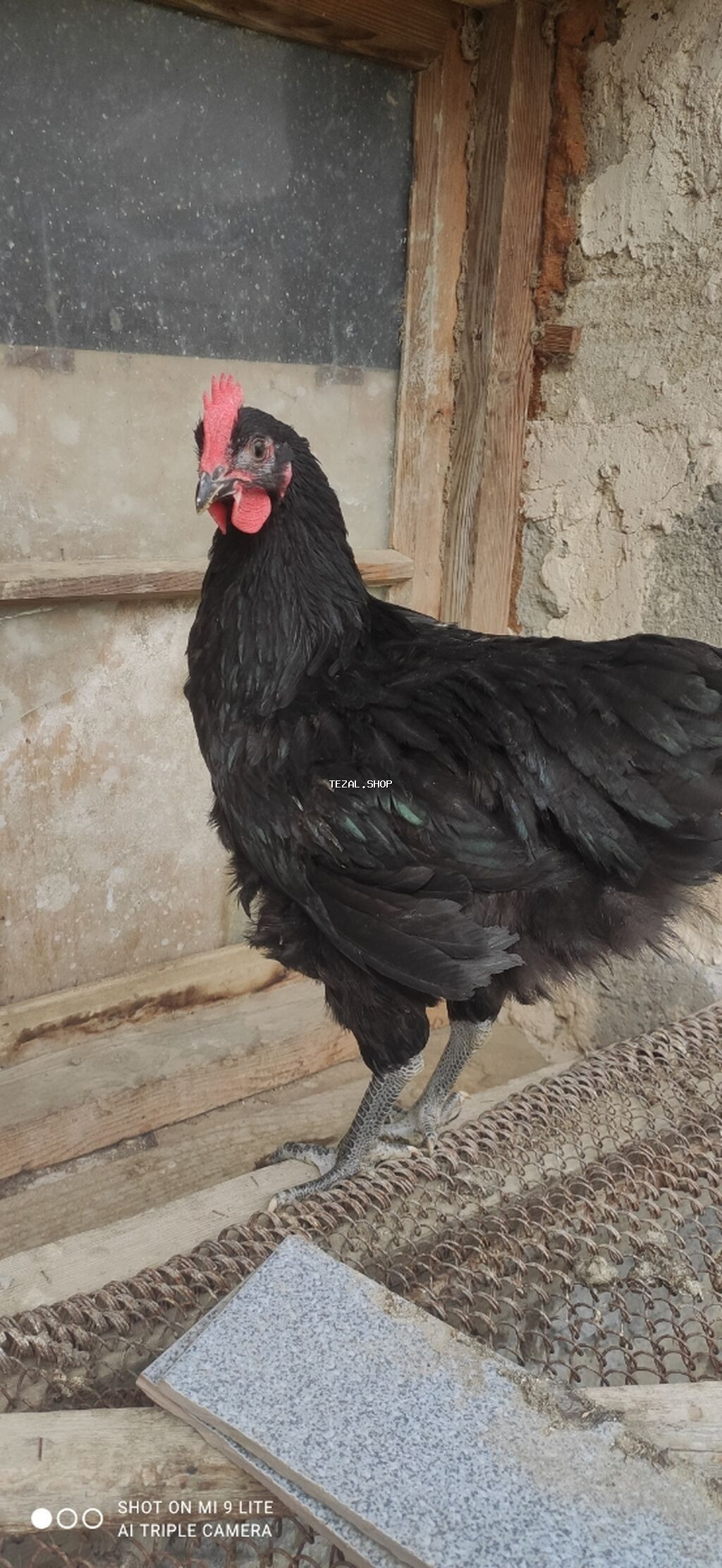 Toyuq, Australorp, Yumurtalıq - şəkil 4