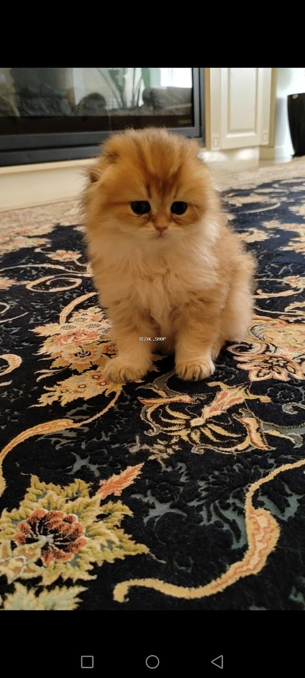 Qızıl şinşilla, Erkək