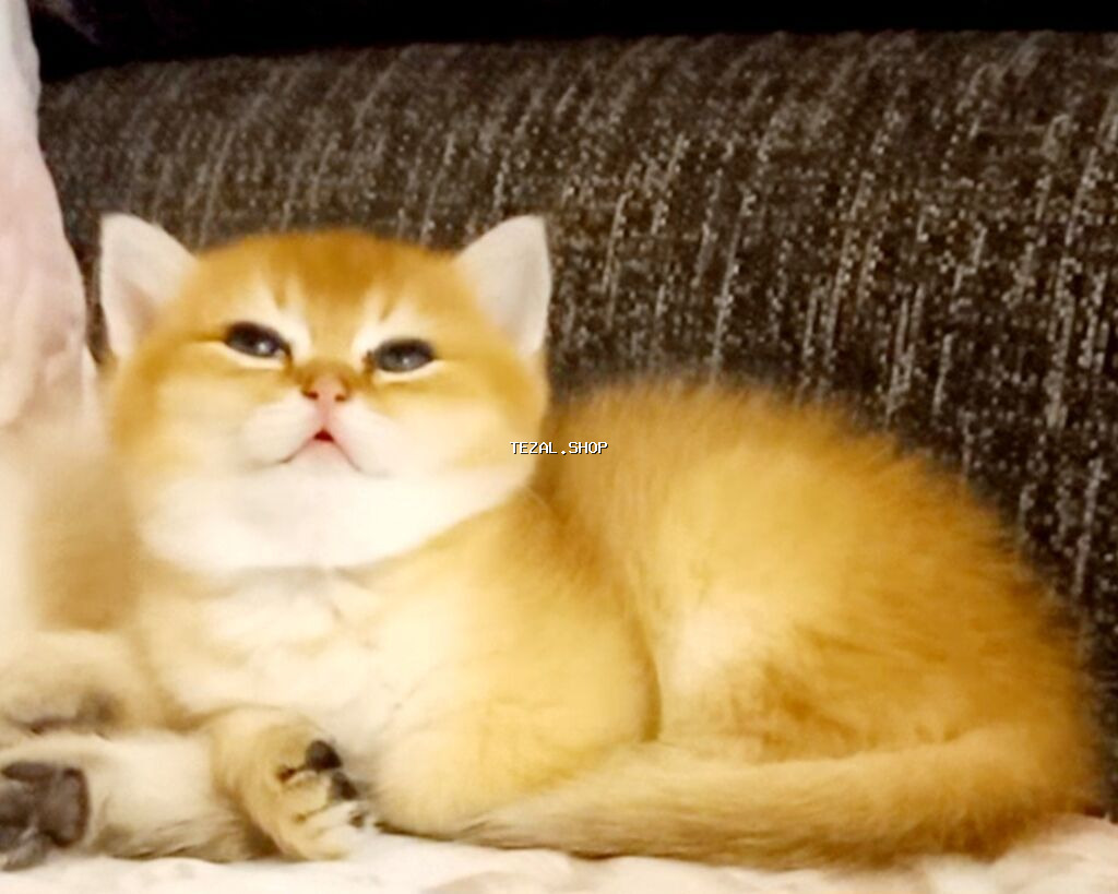 Qızıl şinşilla, Erkək, Yaxşı əllərə, Ünvandan götürmə