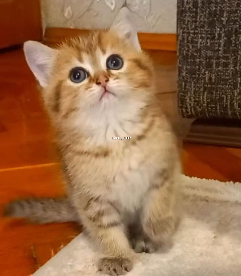 Qızıl şinşilla, Erkək, Yaxşı əllərə, Ünvandan götürmə - şəkil 2