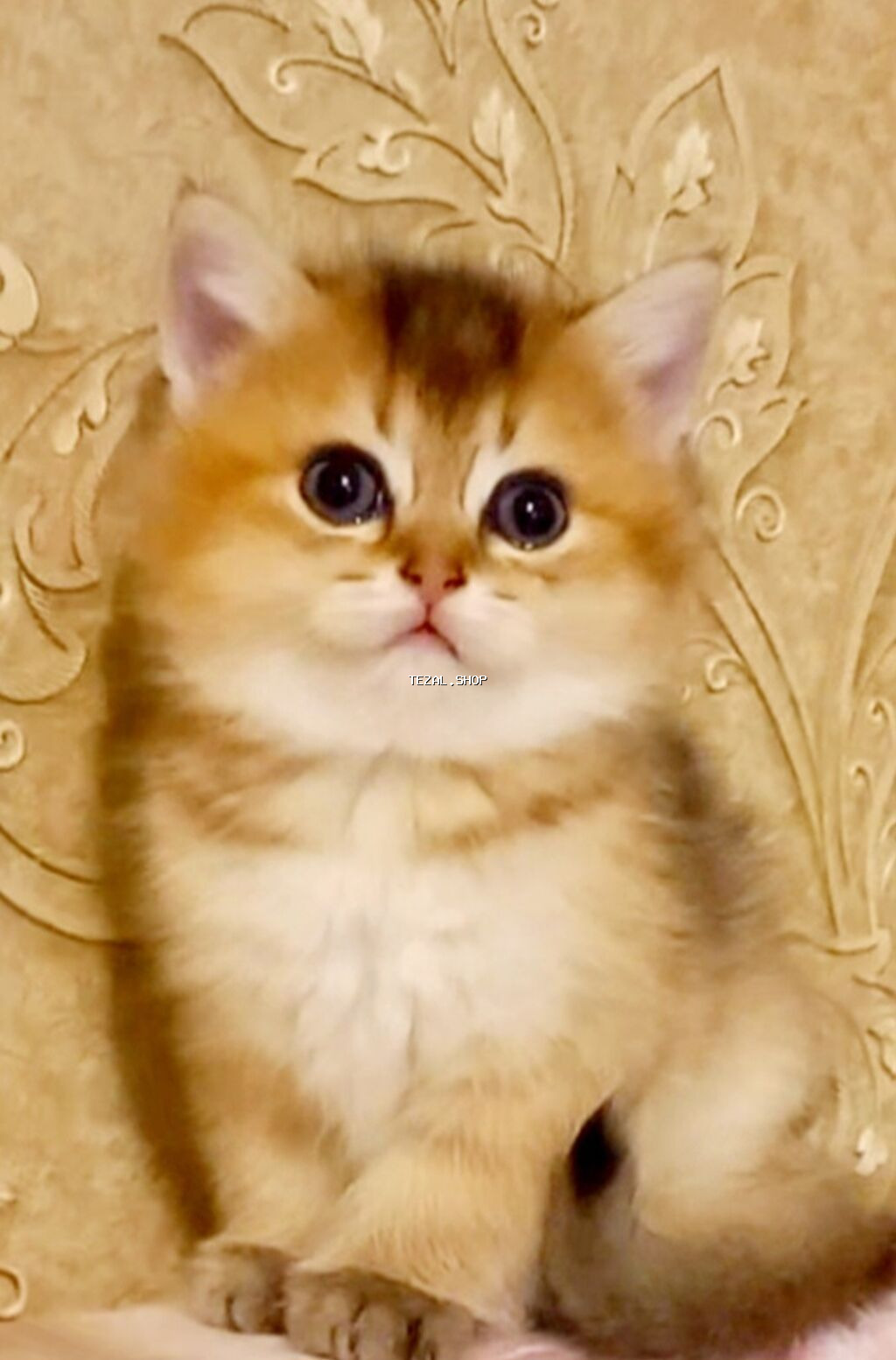 Qızıl şinşilla, Erkək, Yaxşı əllərə, Ünvandan götürmə - şəkil 3