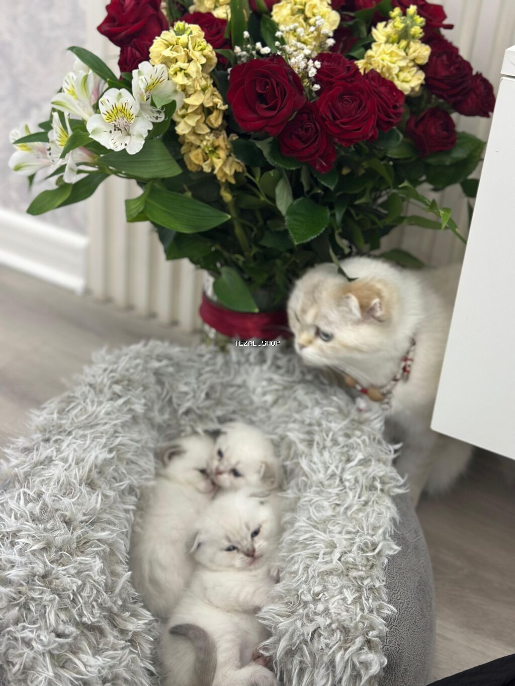 Britan, Yaxşı əllərə, Ödənişli çatdırılma