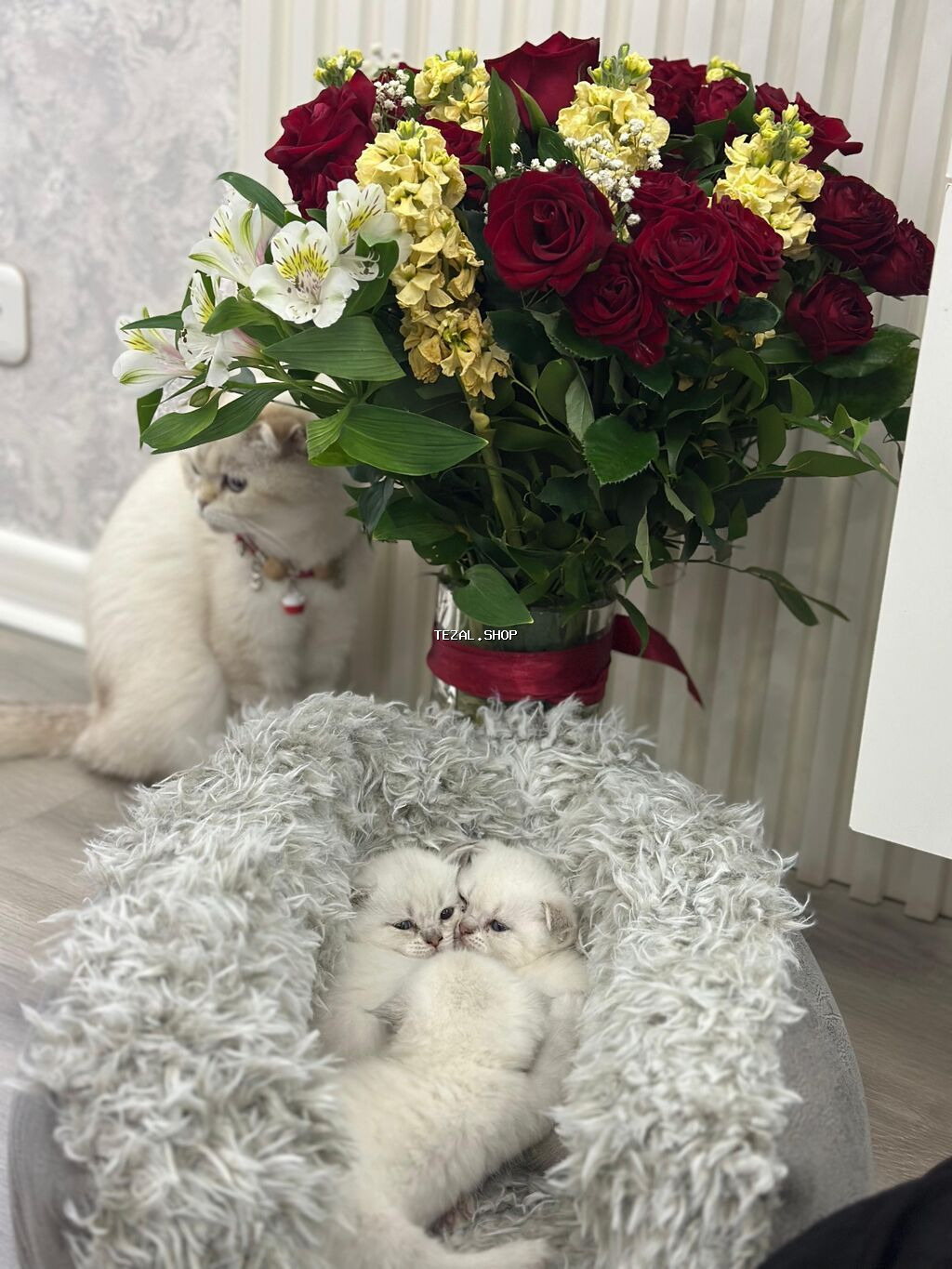 Britan, Yaxşı əllərə, Ödənişli çatdırılma - şəkil 2