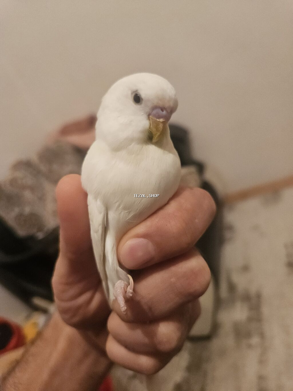 Ağ rəngli dalğalı tutuquşu (Budzhi) cüte hazr - Tam ağ lələklər