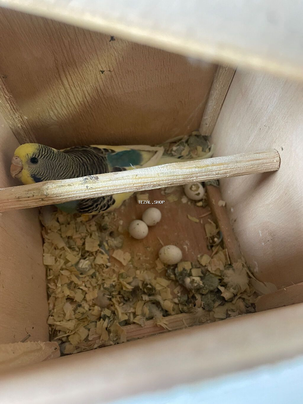 Salam hazir cut quslardir.altinda 4 yumurtasi var - şəkil 2