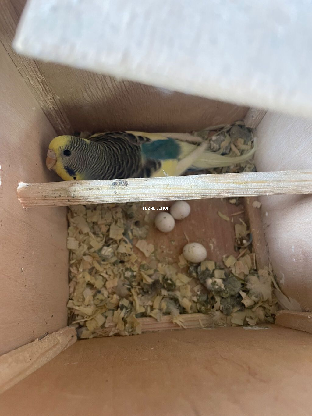 Salam hazir cut quslardir.altinda 4 yumurtasi var - şəkil 3