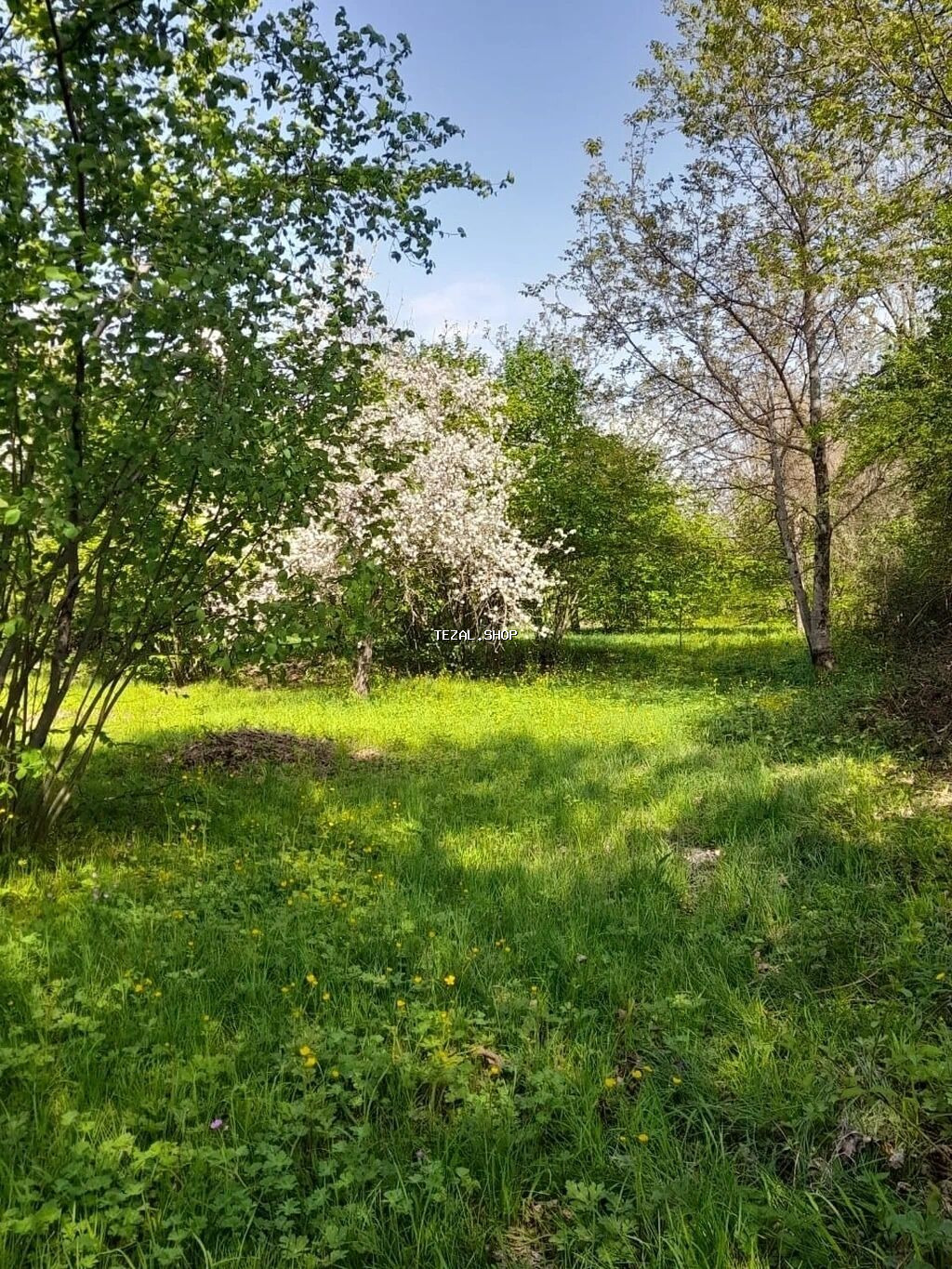 30 sot, Tikinti, Mülkiyyətçi, Kupça (Çıxarış)